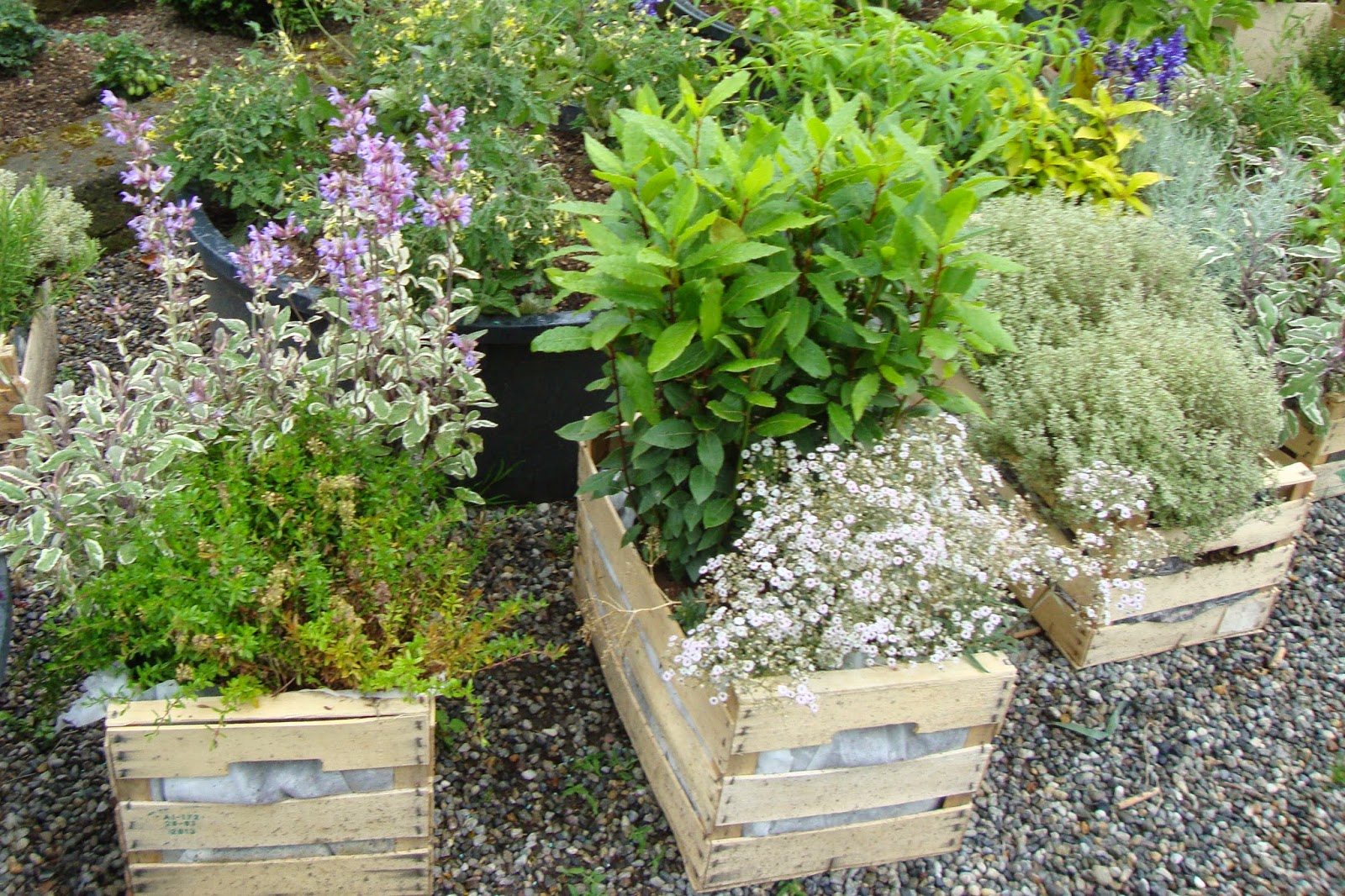 Un piccolo giardino in città : per la festa dei nonni...fiori e ...