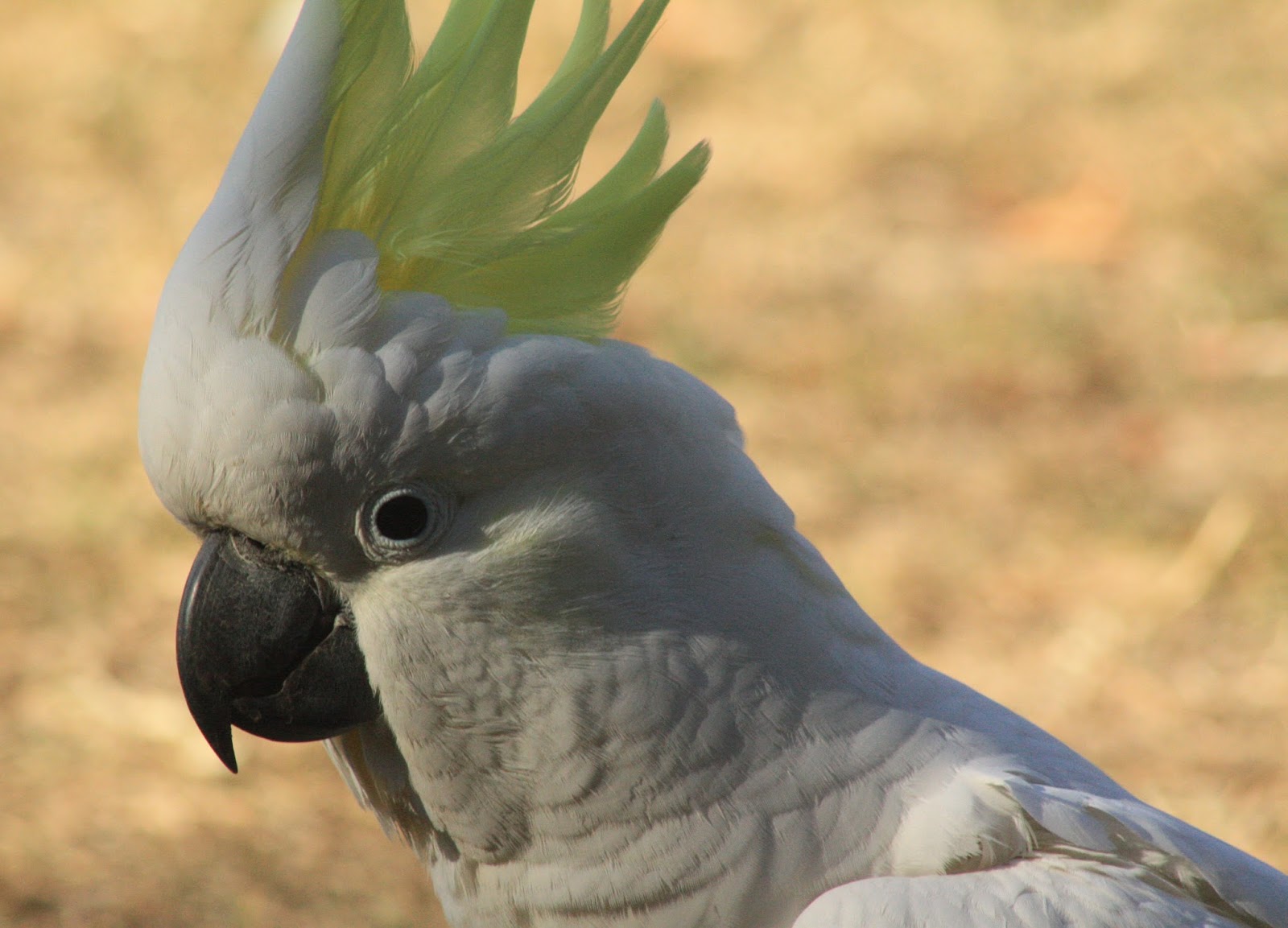 My week in pictures A Day in May Lake Burley Griffin and cockatoos