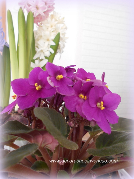 violetas cuidados violetas africanas, saintpaulia