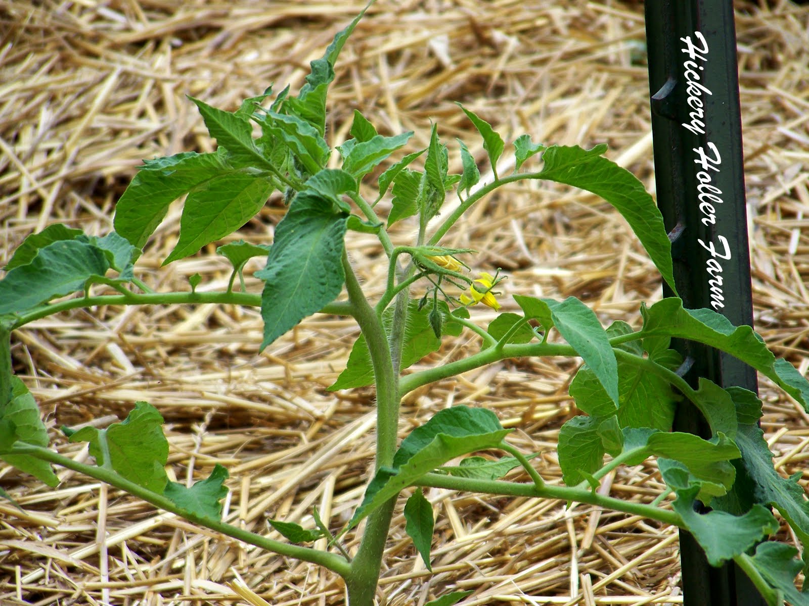 Hickery Holler Farm My First Tomato Blooms