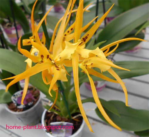 Орхидея брассия: уход за «орхидеей-пауком» дома (33 фото) + описание других видов