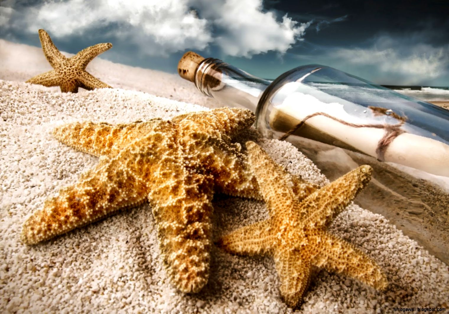 Starfish Hd Wallpapers | Mega Wallpapers