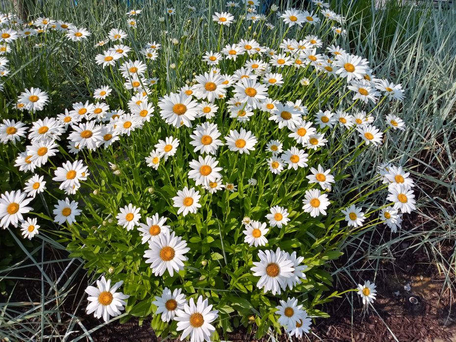 Future Plants by Randy Stewart Shasta, Hungarian & Montauk Daisies