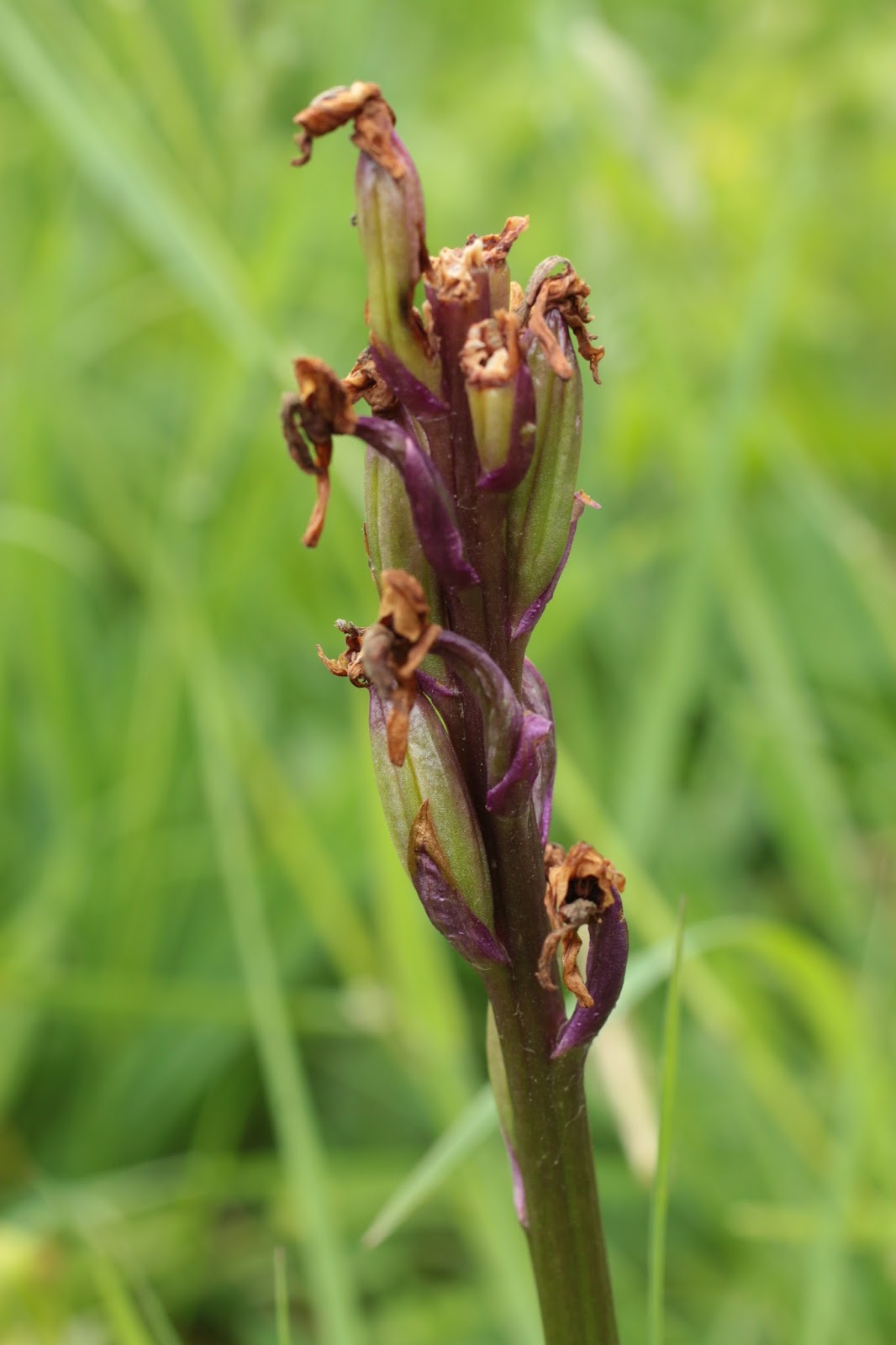Hooky Natural History: Fruiting of Early Purple Orchids at Westwell Gorse