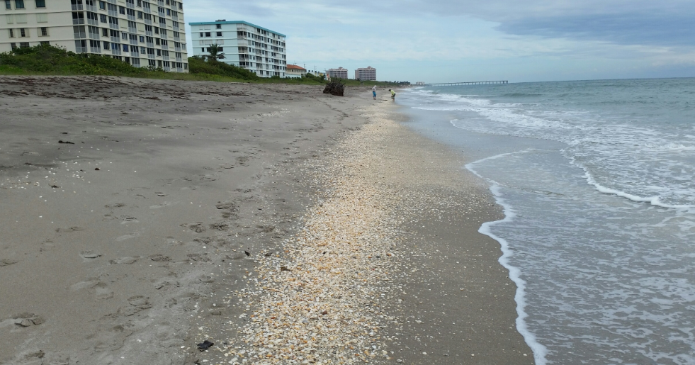 The Treasure Beaches Report Direct From Florida's Treasure Coast. 10