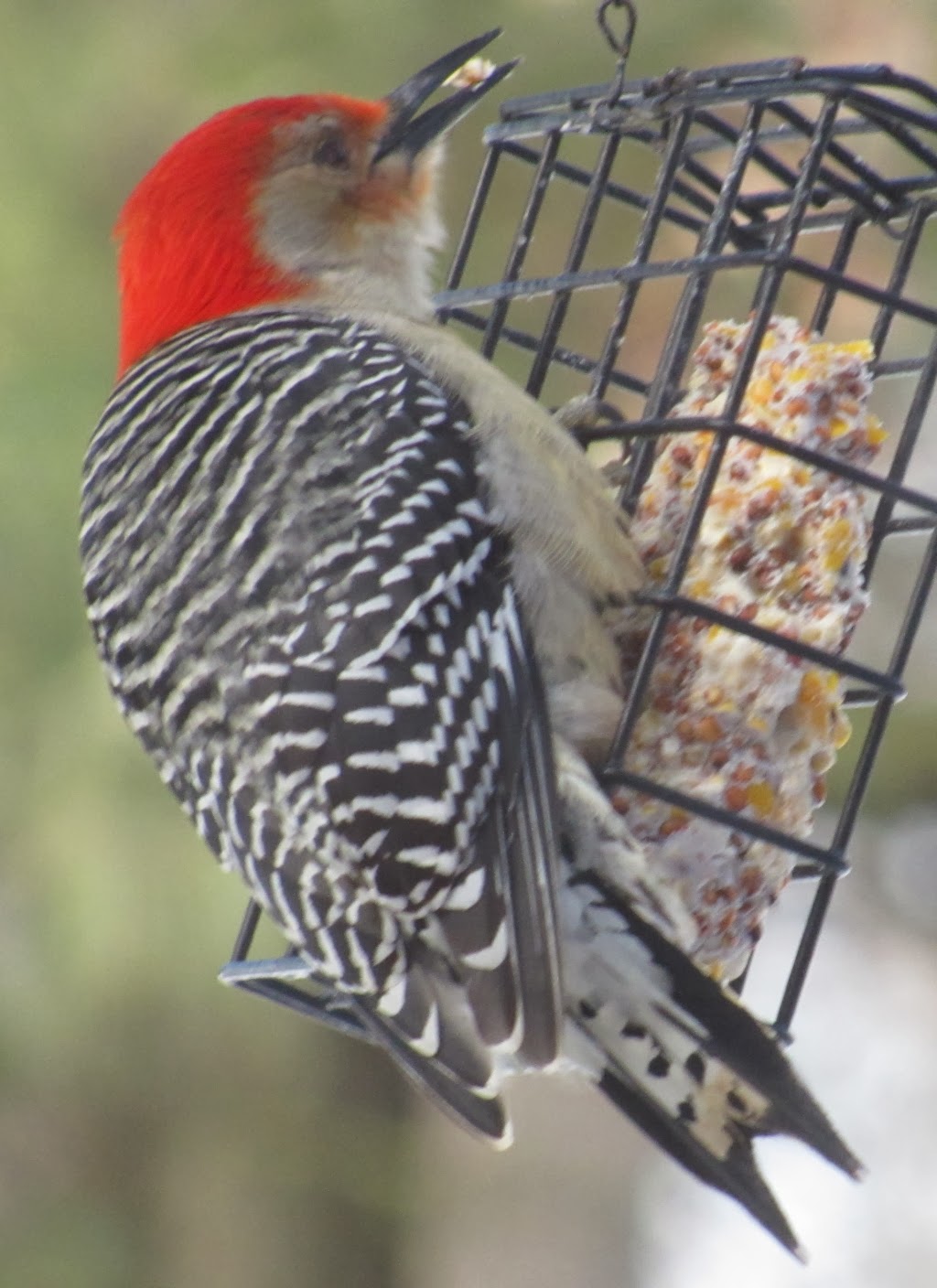 Pinehaven - Farmersville, Ohio: Woodpecker at the Feeder