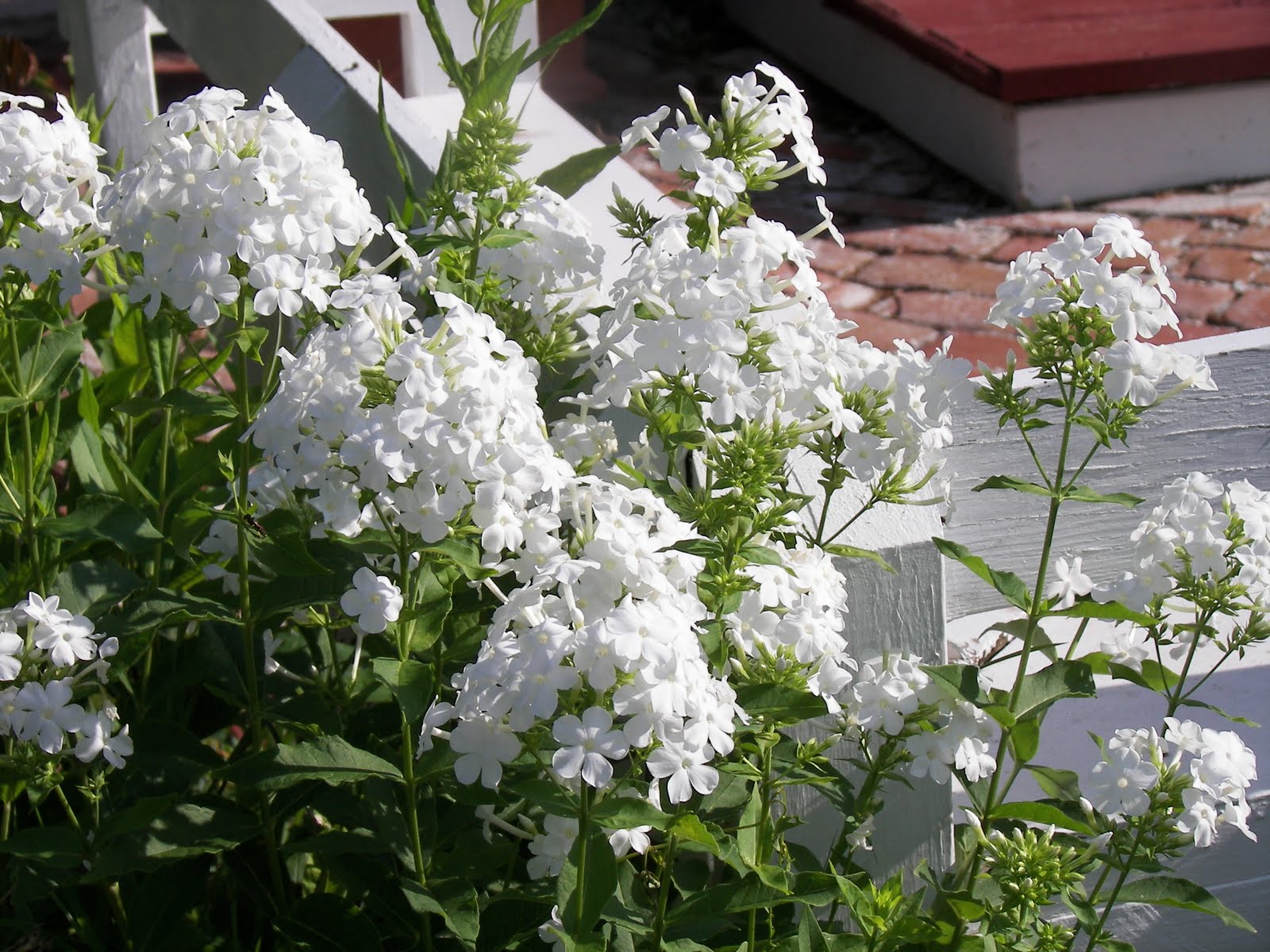 For the Love of Gardening: Dusting of Silver