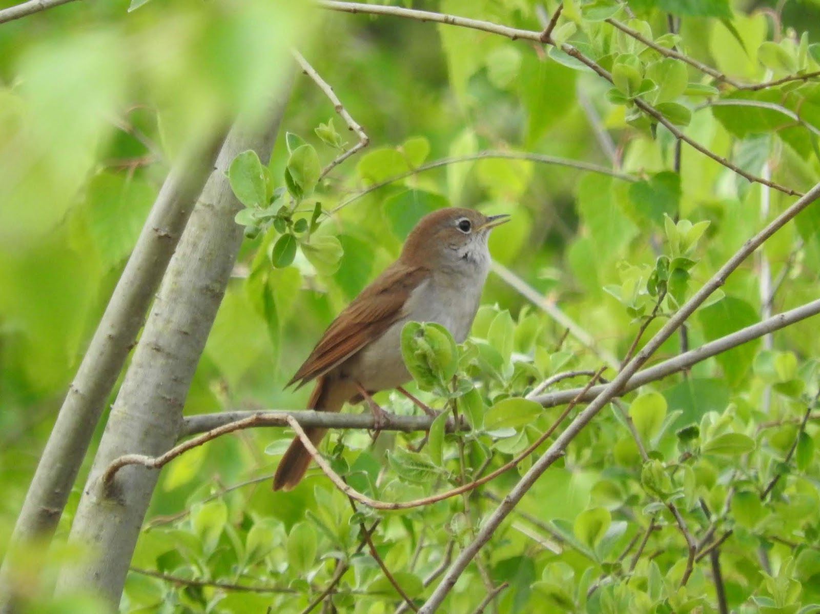 Plovers Blog: Nightingales!