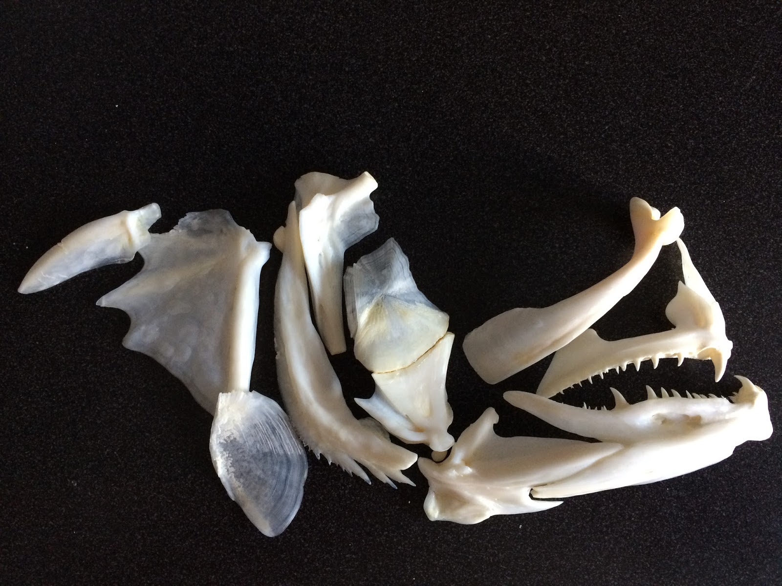 Glen's Fishing Adventures Preserving fish teeth and skulls 9