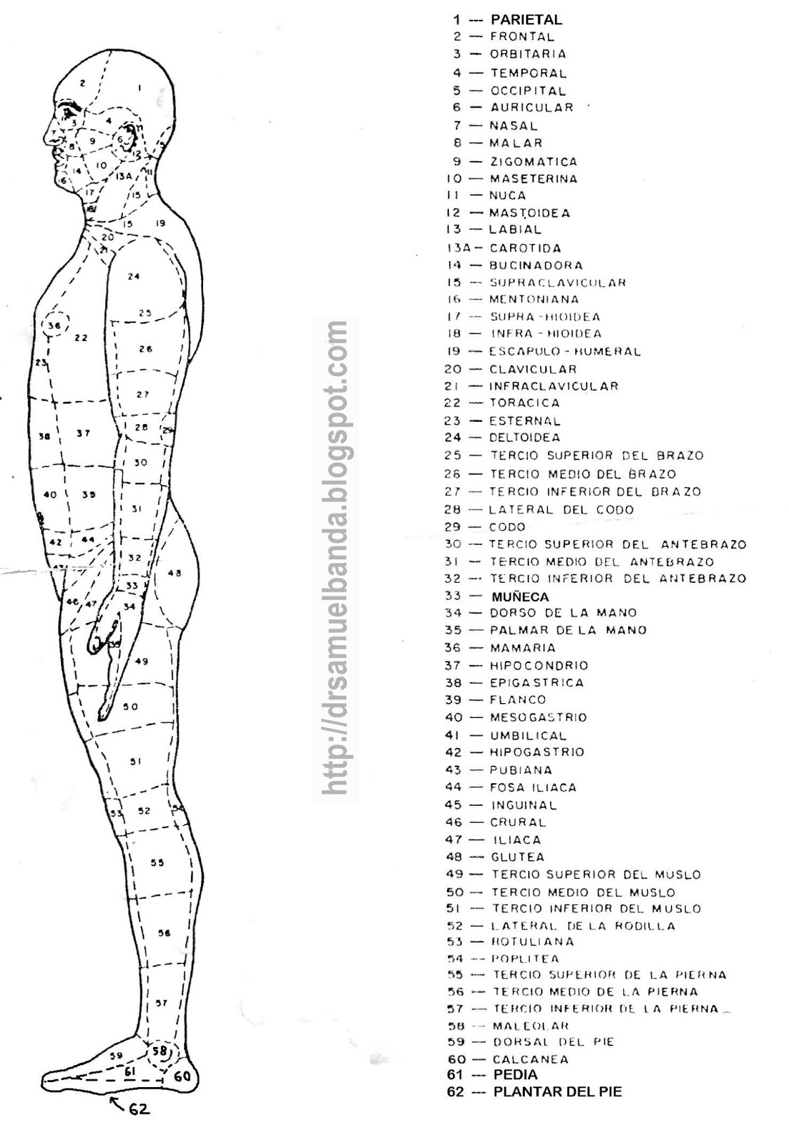 Dr Samuel Banda Anatomía del cuerpo humano por regiones