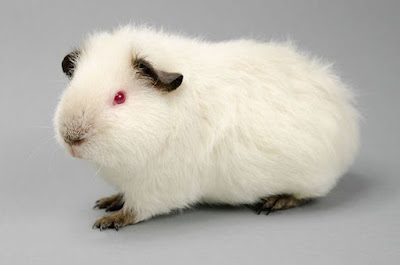 The Himalayan Guinea Pig: Siamese Cats Of The Guinea Pig World Himalayan Guinea Pig breed