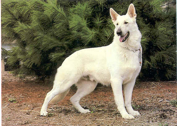 Dogs Info White German Shepherd dogs-info-white-german-shepherd