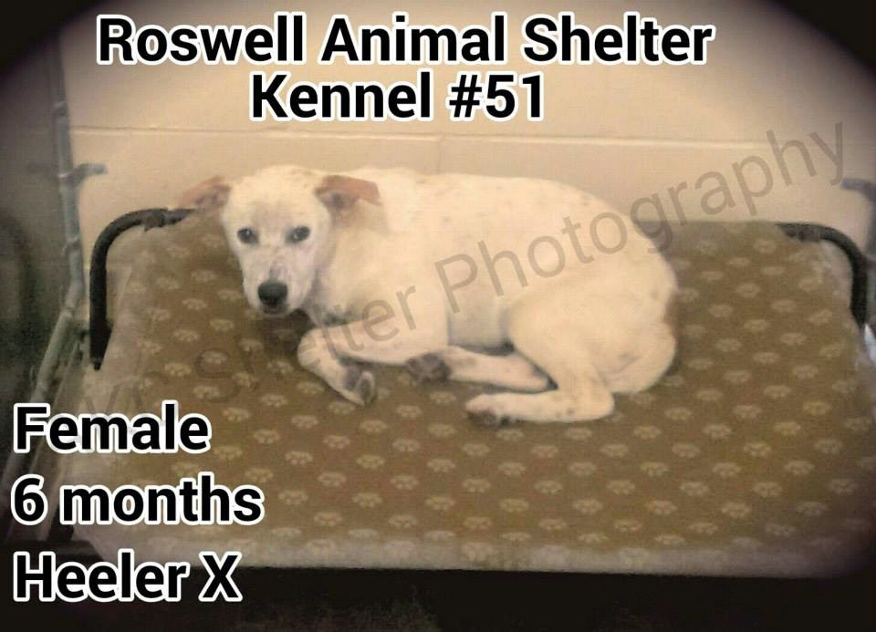 BelinfanteIndianmotorcycles Roswell New Mexico Animal Control Murder