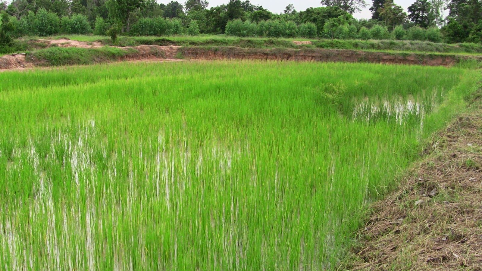 \u0e02\u0e49\u0e32\u0e27\u0e42\u0e23\u0e07\u0e40\u0e23\u0e35\u0e22\u0e19\u0e19\u0e2d\u0e01\u0e01\u0e30\u0e25\u0e32: \u0e02\u0e49\u0e32\u0e27\u0e19\u0e32\u0e40\u0e0a\u0e48\u0e32\u0e2d\u0e32\u0e22\u0e38 9 \u0e2a\u0e31\u0e1b\u0e14\u0e32\u0e2b\u0e4c