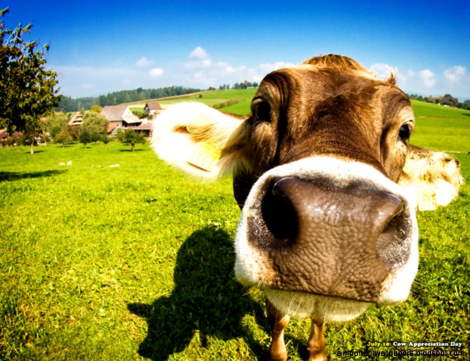 Cow Wallpapers Free Desktop Backgrounds   Wallpaper Path