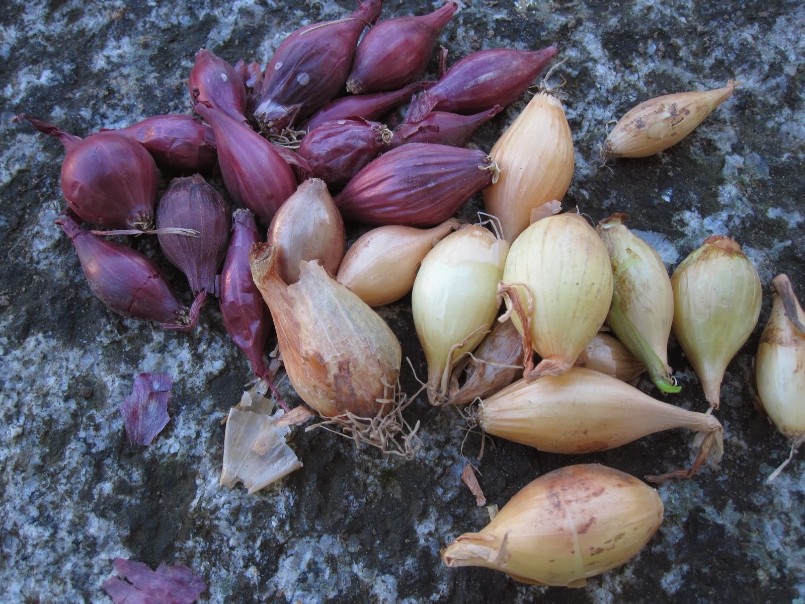Oele Garten Zwiebeln und Knoblauch stecken