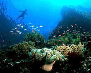  There are a multifariousness sorts of fish ornamental as well as coral reefs who charming inward this house BaliTourismMap: The Beauty of Bunakens Underwater