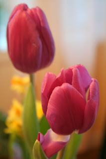 Focus on life: The beauty of flowers: The tulips :: All Pretty Things