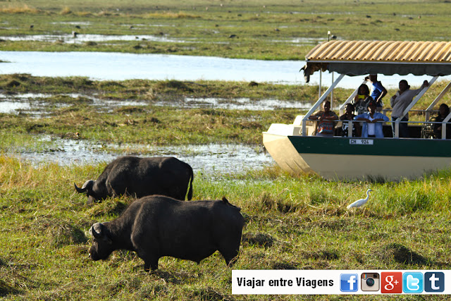 Safari no PARQUE NACIONAL DO CHOBE, um paraíso selvagem do jipe e do barco | Botswana