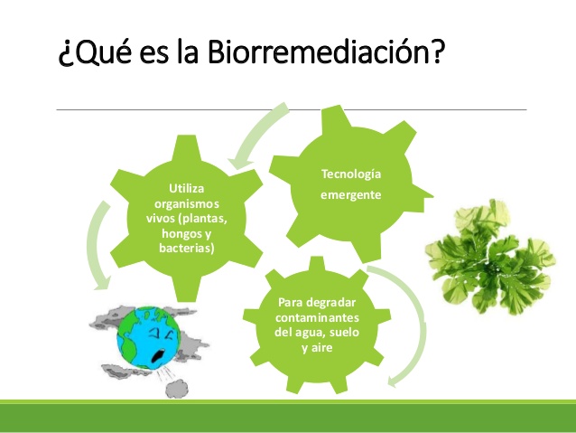 biorremediacion