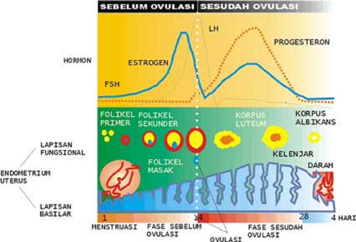 siklus-menstruasi-wanita