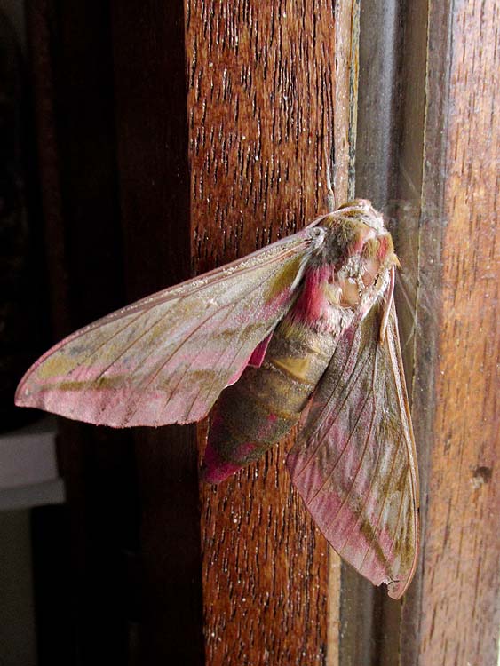 Vu par MamLéa Sphinx Papillon de nuit