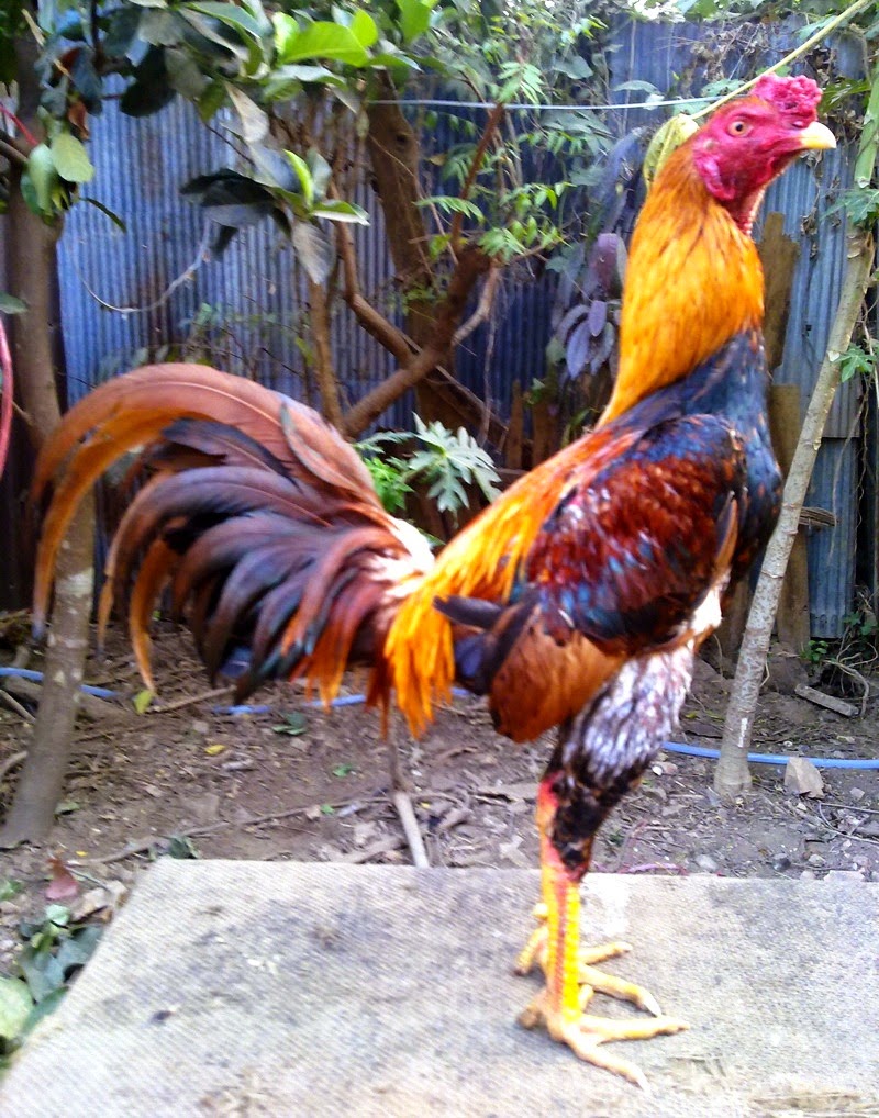 Ciri-Ciri Kaki Ayam Kuat dan Pukul Keras | Ayam Juara