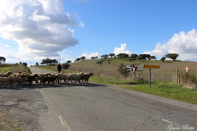 Ovelhas atravessam a estrada