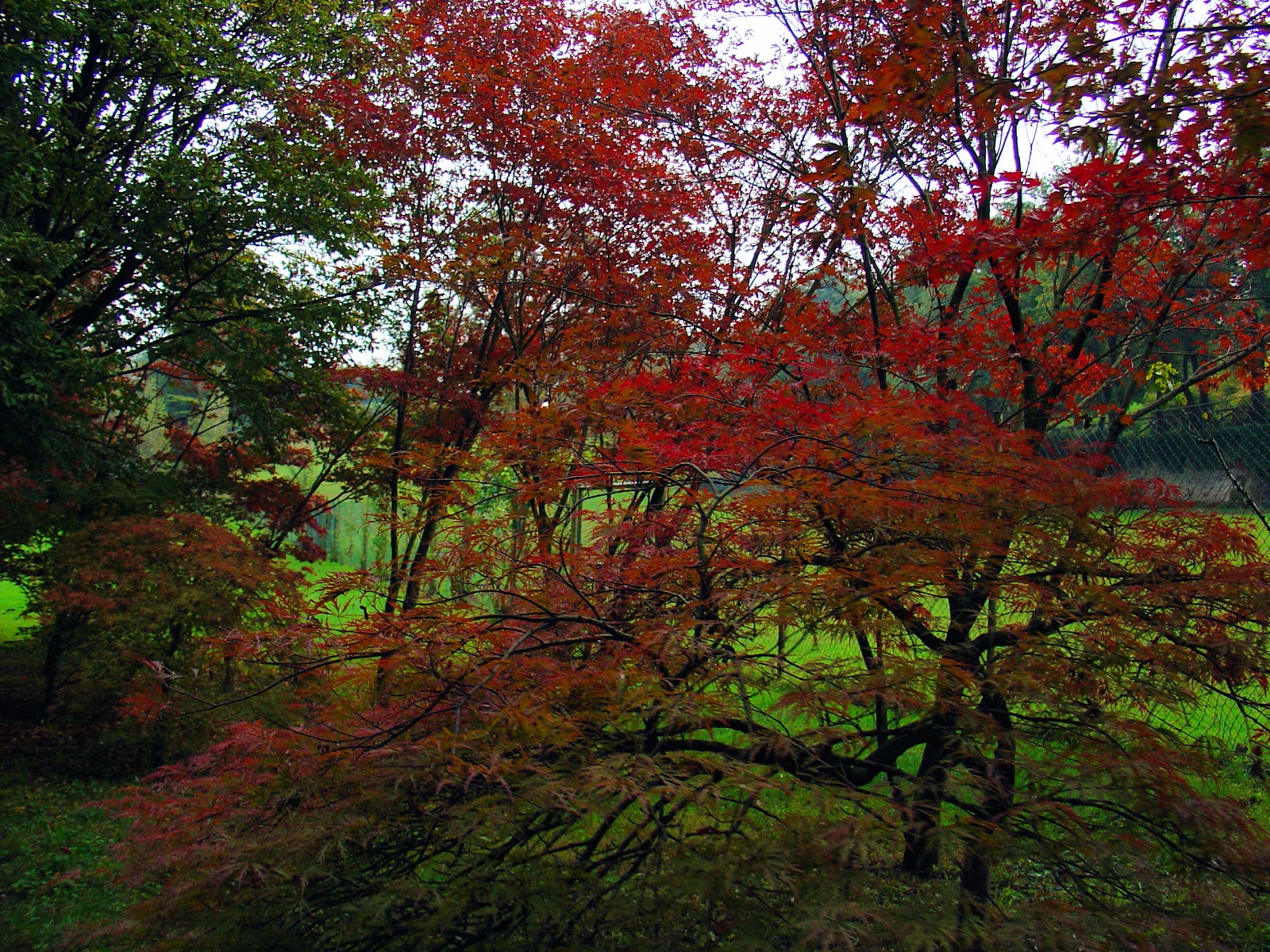 Japanese Maples ablaze with fiery hues of autumn.