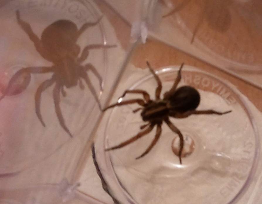 Woodn't Ya Know It... Spiders in My Bed!