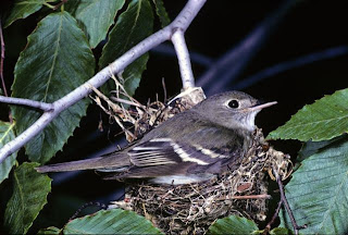 Image of an Acadian Flycatcher