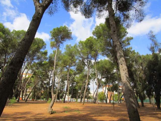 Asociación de Educación Ambiental El Bosque Animado: Domingo 12 de