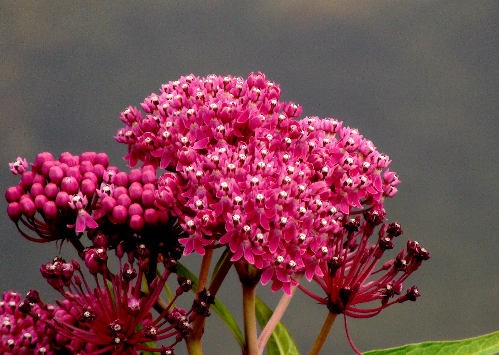 Tales From The Wilds Incredible Edible Milkweed