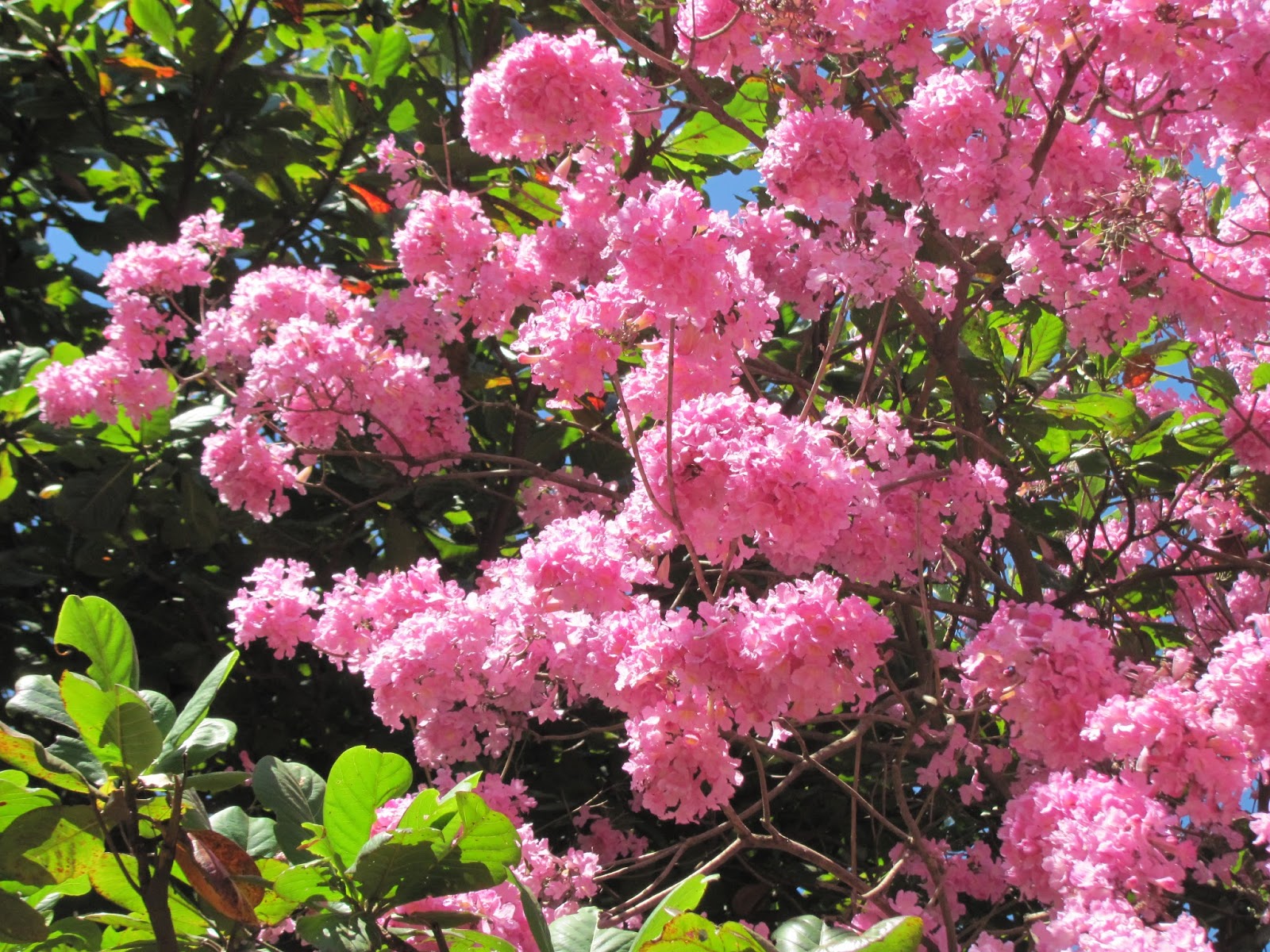 Clicks - Verdes: Tabebuia Avellanedae...vulgo...Ipê Rosa