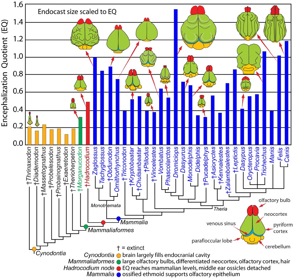 PALAEOBLOG Fossil Evidence on Origin of the Mammalian Brain
