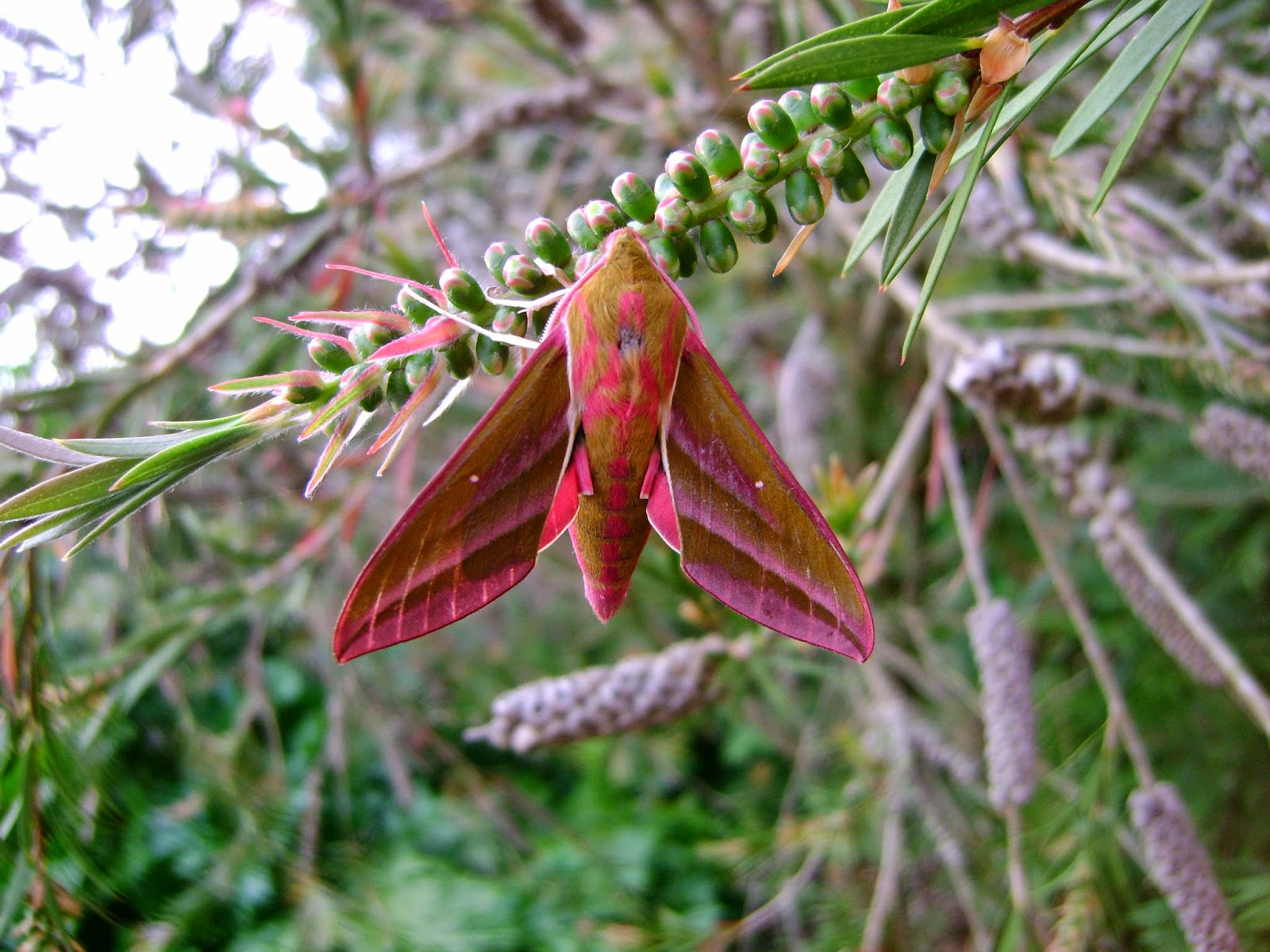 Carmarthenshire Moth and Butterfly Group Moths....and more moths!