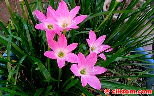 Bunga fairy lily pink