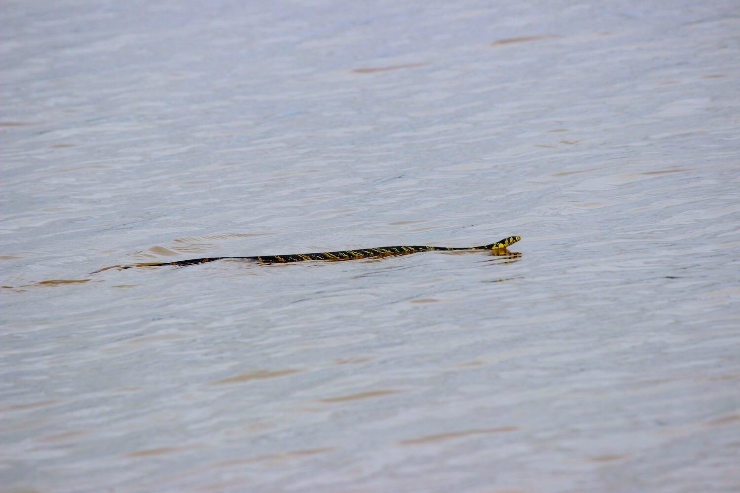 peruvian amazon snake in river