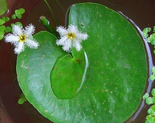  ini merupakan salah satu tanaman bunga dengan bahasa latin dikenal dengan nama  Bunga Kolam Snowflake 