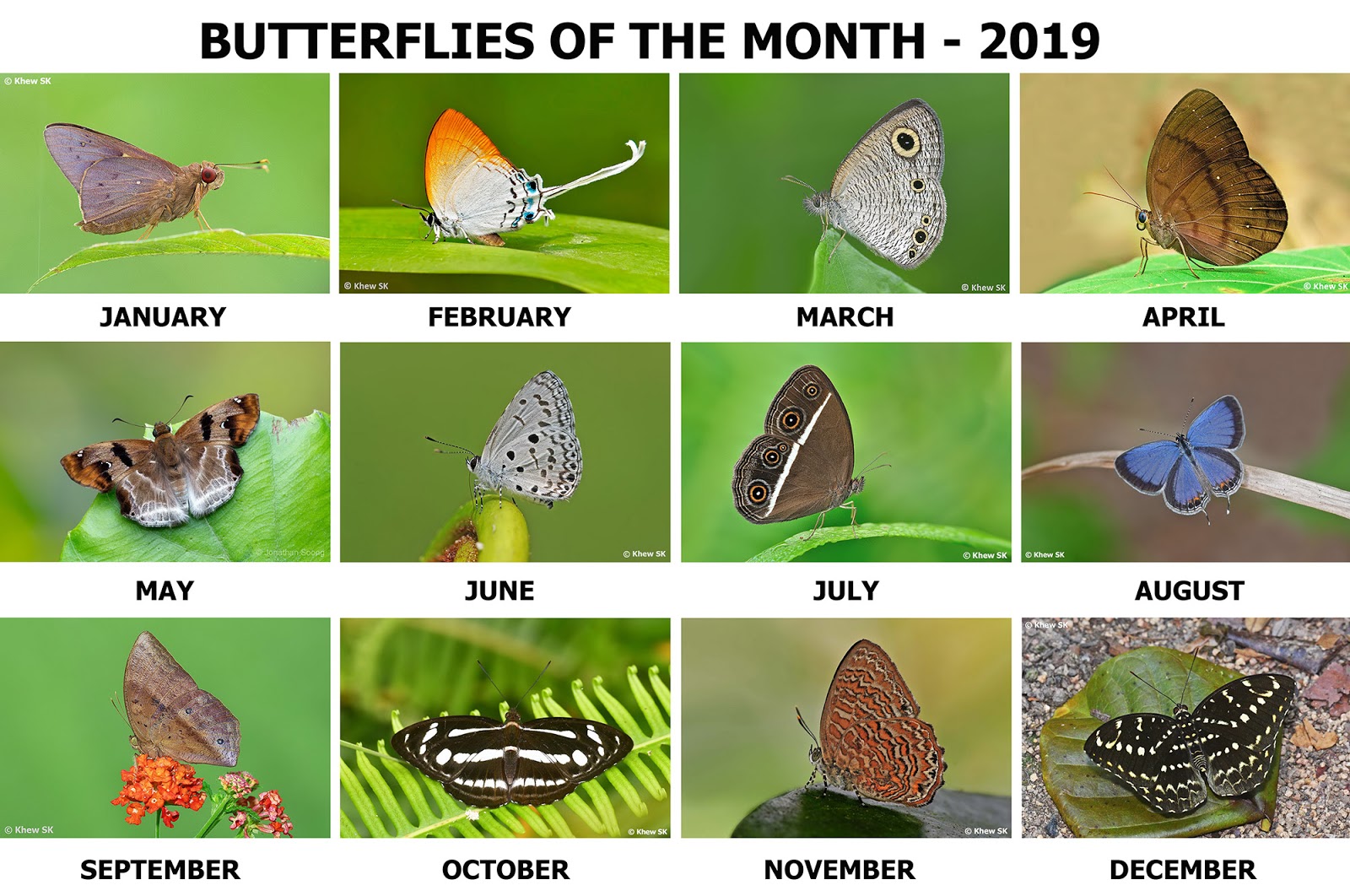 Butterflies of Singapore: 12/01/2019 - 01/01/2020