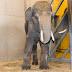 Új elefántbika érkezett a Szegedi Vadasparkba