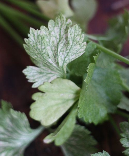 Celery Update Time for a Trim 17 Apart