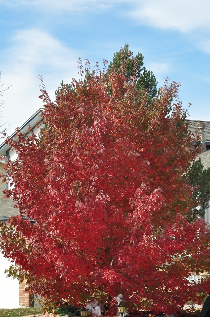 fall colors coloradoviews.filminspector.com