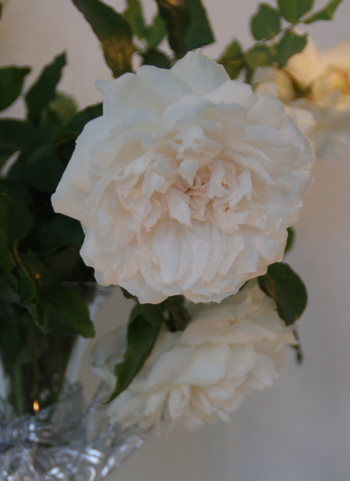 A Quiet Life Garden Chronicles The Rose Placements