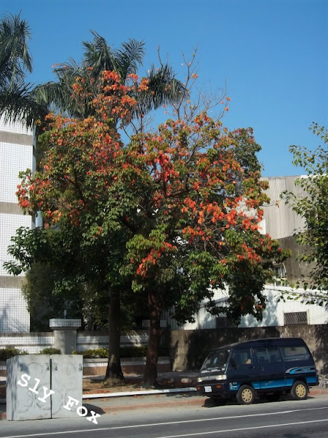 台南茄苳樹