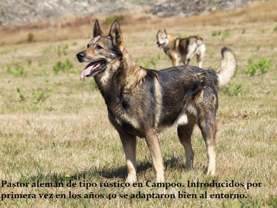 El Perro Lobo Español Pasado y presente del pastor alemán y sus cruces en España (II) El Perro Lobo Español Pasado y presente del pastor alemán y sus cruces en España (II)