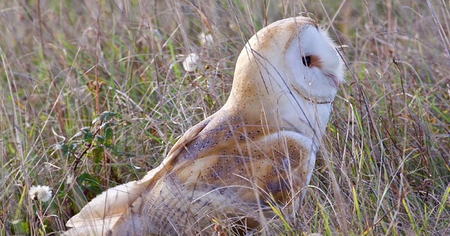 Portland Bird Observatory and Field Centre: 23rd September