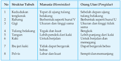 Perbedaan Antara Manusia (Hominidae) dan Orang Utan (Pongidae) Perbedaan Antara Manusia (Hominidae) dan Orang Utan (Pongidae)