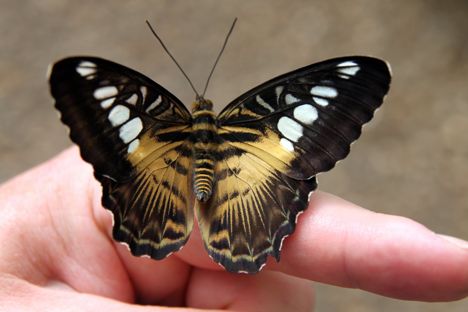 Wildlife and Landscapes Exotic Butterflies