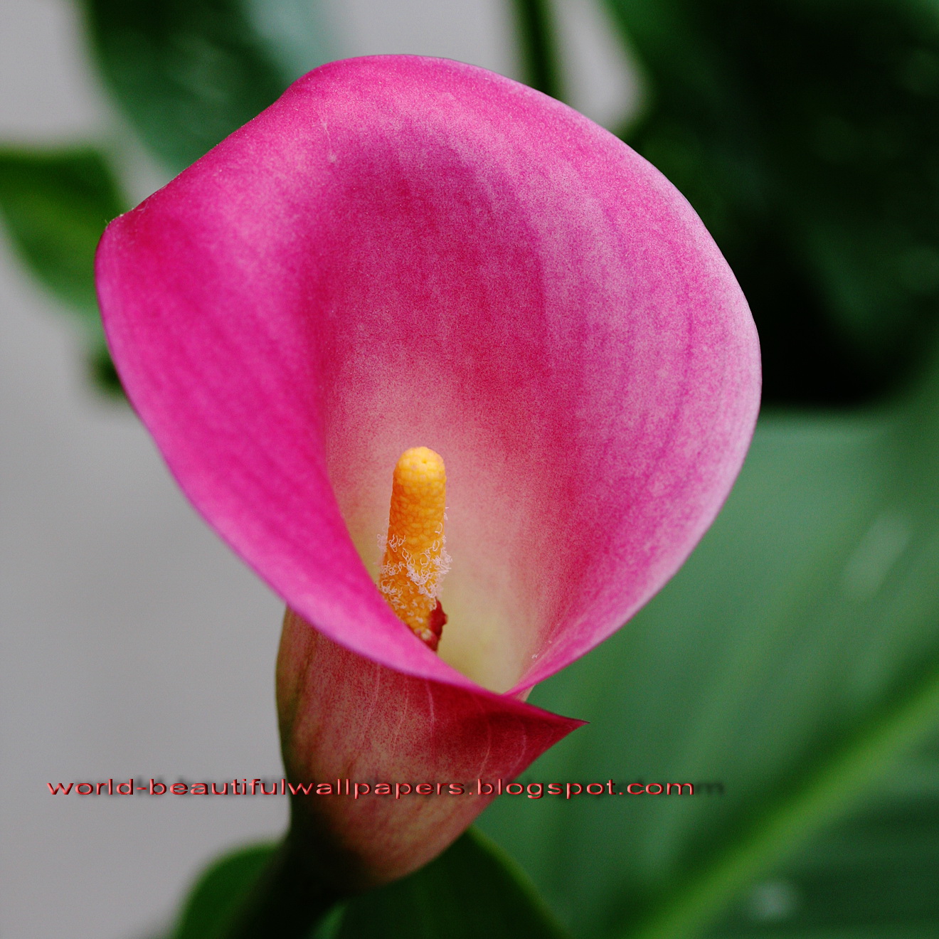 Beautiful Wallpapers: calla lily flowers wallpaper